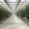 高压喷雾加湿系统在食用菌大棚种植里的应用